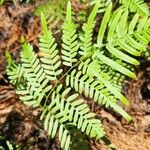 Pteridium caudatum পাতা