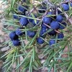 Juniperus communis Frucht