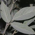 Cajanus cajan Leaf