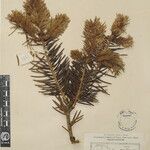 Abies spectabilis Other