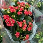 Kalanchoe blossfeldiana Flower