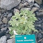 Potentilla alchimilloides Leaf