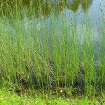 Schoenoplectus lacustris Hábito