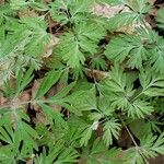 Dicentra canadensis ഇല