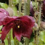 Meconopsis manasluensis