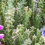 Oxytropis microphylla Blatt