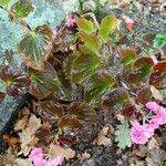 Begonia cucullata cv. 'Doublet Rose Pink' Blatt