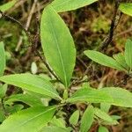 Chromolaena laevigata Leaf