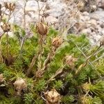 Saxifraga moschata Ffrwyth