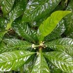 Psychotria nervosa Kukka