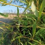 Phyllostachys aurea Blatt