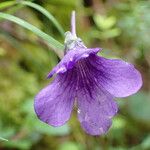 Pinguicula grandiflora Кветка