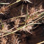 Themeda quadrivalvis Pokrój