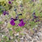 Salvia microphylla ফুল