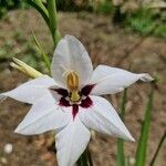 Gladiolus murielae Flor