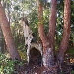 Eucalyptus botryoides Кора