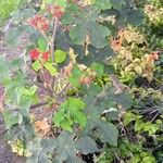 Jatropha podagrica Flower