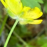 Ranunculus aduncus