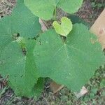 Vitis californica Blatt