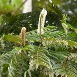 Pentaclethra eetveldeana Flower