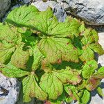 Podophyllum versipelle Foglia