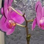 Phalaenopsis spp.Flower