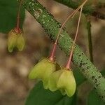 Euonymus verrucosus Fruit