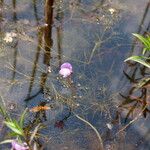 Utricularia purpurea Hábito