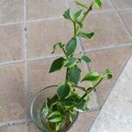 Crassula sarmentosa Leaf