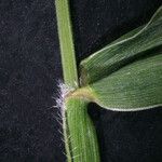 Setaria verticillata Blatt