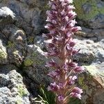 Saxifraga florulenta Bloem