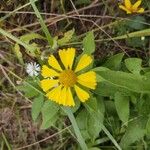 Helenium autumnaleFloare