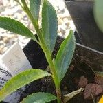 Eurya stenophylla