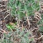 Ferocactus herrerae Corteccia