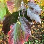 Parrotia subaequalis Hoja