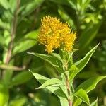 Solidago gigantea Bloem