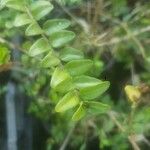 Lonicera ligustrina Leaf