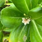 Scaevola taccada फूल
