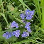 Veronica chamaedrys Flower