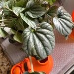 Peperomia albovittata ᱥᱟᱠᱟᱢ