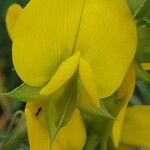 Crotalaria grahamiana Flor