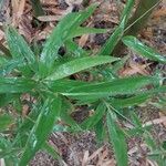 Phyllostachys bambusoides Leaf