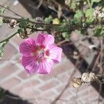 Anisodontea capensis Fleur