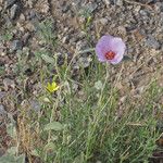 Hibiscus denudatus Vivejo