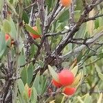 Osyris lanceolata Fruit