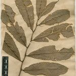 Heteropsis flexuosa Hoja