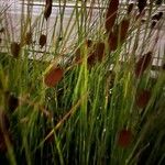 Typha minima Hoja