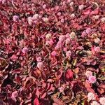 Persicaria capitataFlower