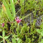 Trifolium depauperatum Hábitos