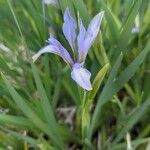 Iris lactea Floare